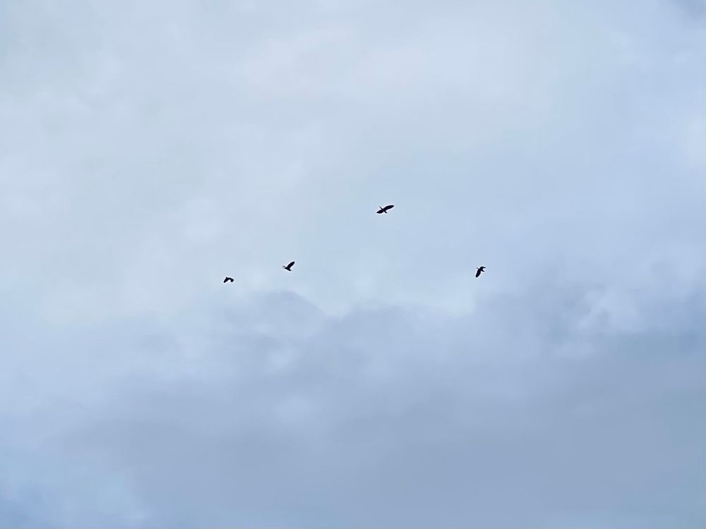 iPhone pic of 4 Grey Herons
