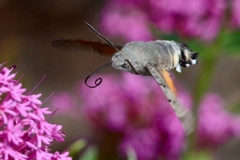 Hummingbird Hawkmoth 