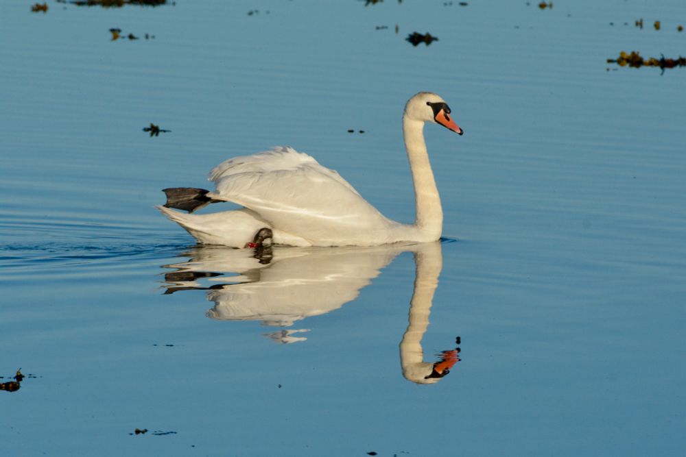 Mute Swan in a rock pool!