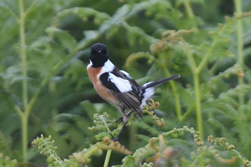 Male Stonechat with pro-rubicola features