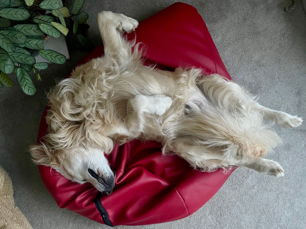Sam, the world’s best dog