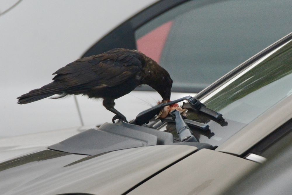 A Crow eating the contents of a rabbit’s head that it has wedged into windscreen wipers