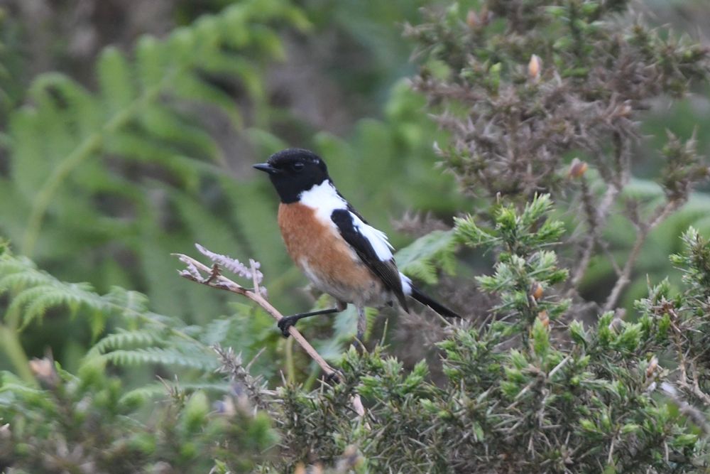 Male Stonechat with pro-rubicola features