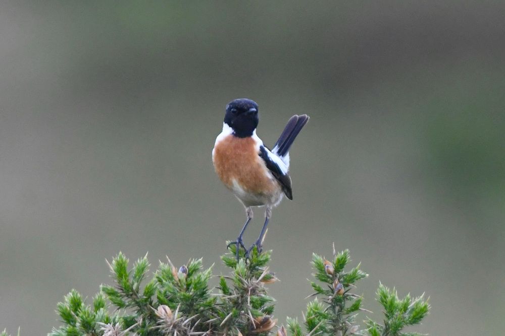 Male Stonechat with pro-rubicola features