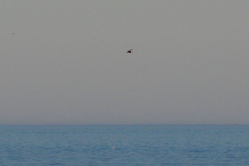 Distant male Velvet Scoter flying north at Boulmer 