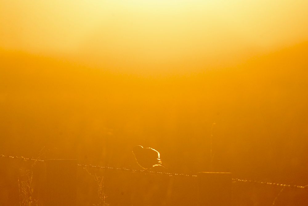 Stonechat against the evening sun