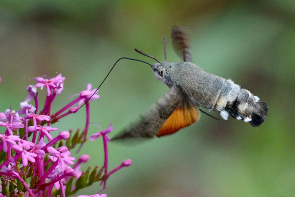 Hummingbird Hawkmoth 