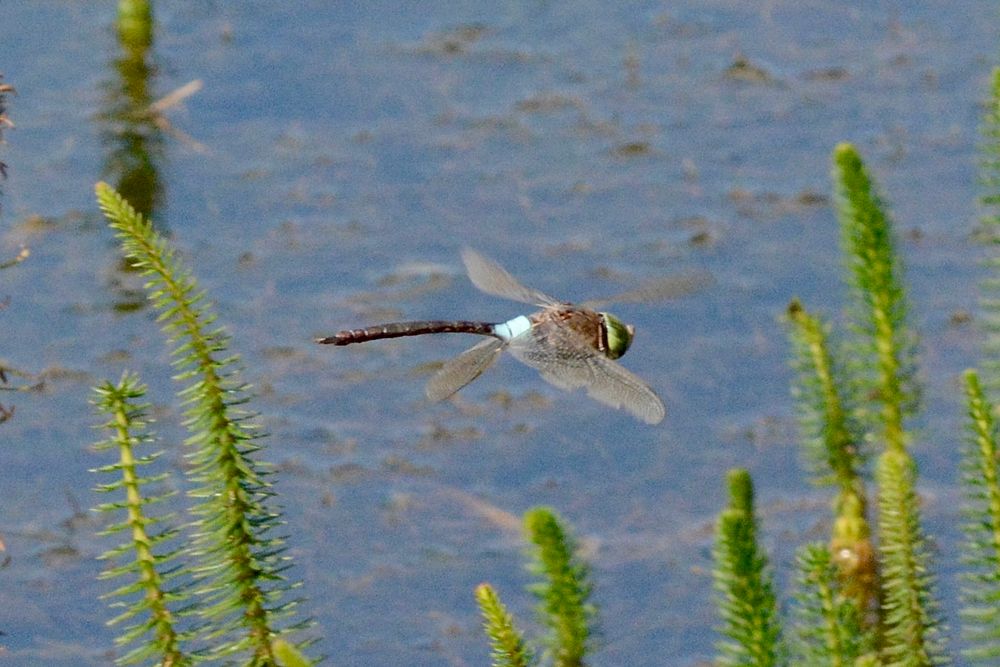 Male Lesser Emperor dragonfly