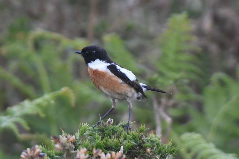 Male Stonechat with pro-rubicola features