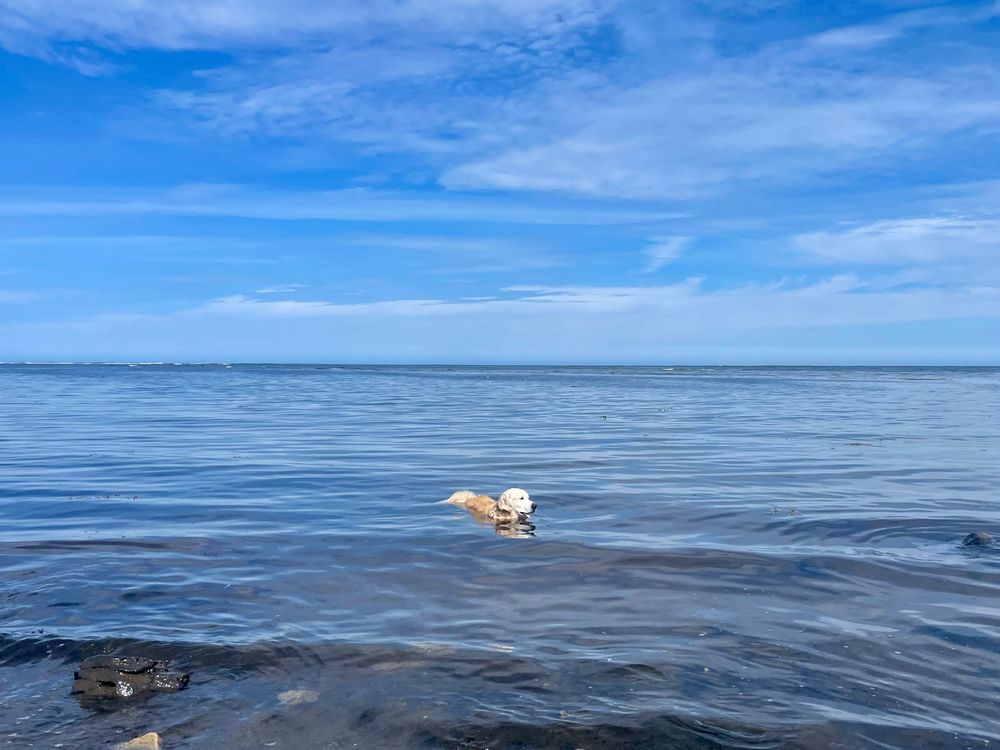 A golden retriever in the sea 