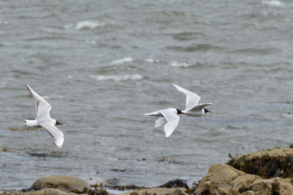 A pair of Mediterranean Gulls, and a Black-headed Gull, in flight at Seaton Point 