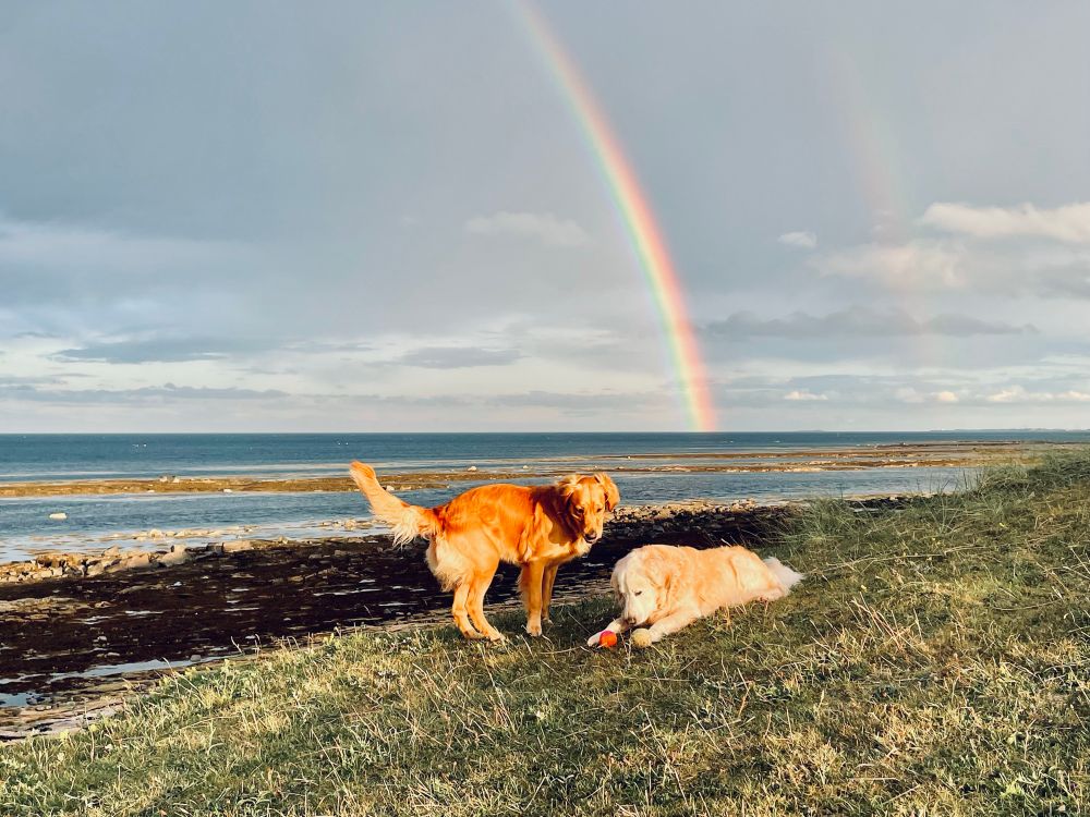 Two golden retrievers, Sam & Rosie, pondering two balls, under a rainbow
