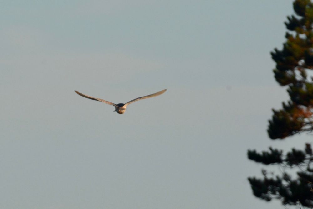 Barn Owl flying down Boulmer beach