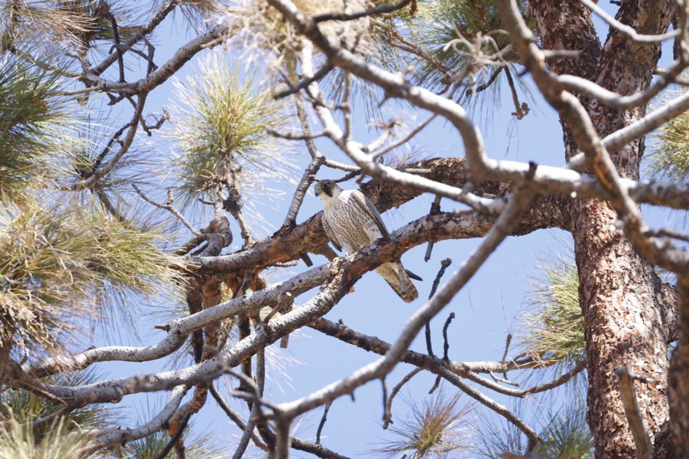Peregrine Falcon (Barbary)
