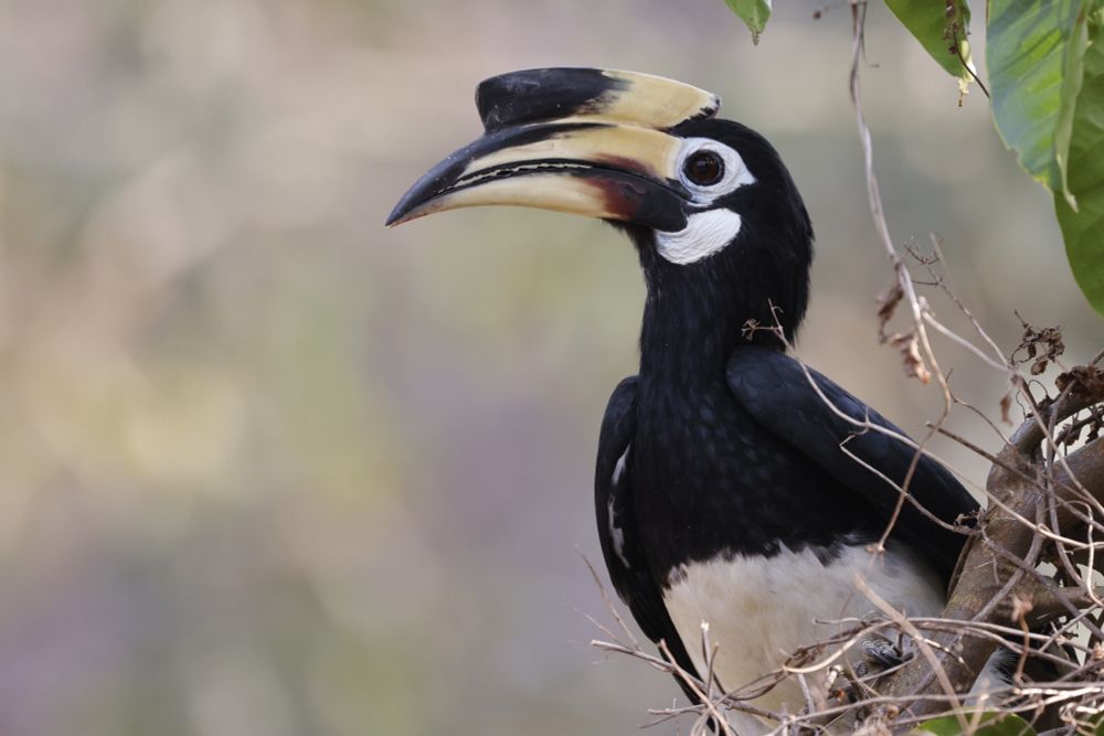 Oriental Pied Hornbill