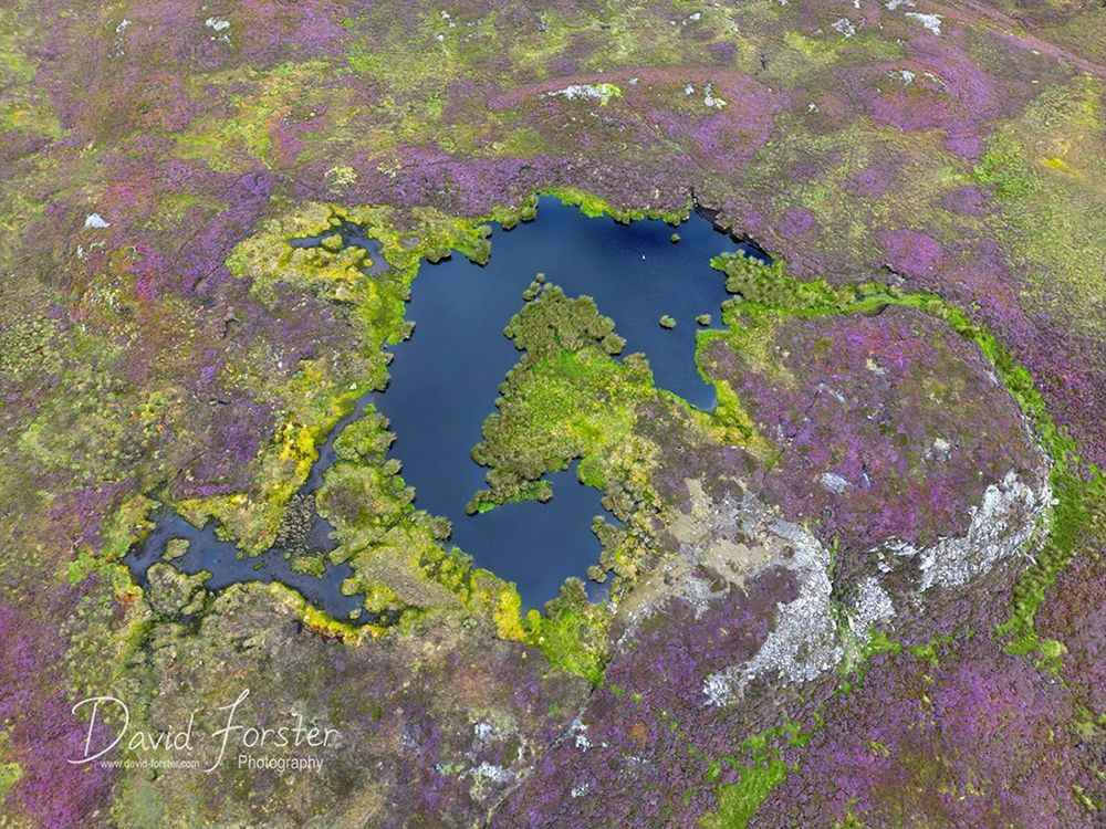 A moorland pond viewed from the air surrounded by purple flowering heather and green moss and grass