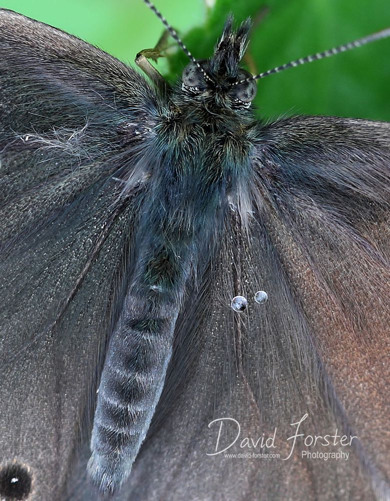 The image shows two tiny water droplets on the wing of a Ringlet butterfly to the right of its main body. 