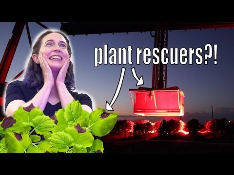 How a giant robot & red light can save plants from climate change