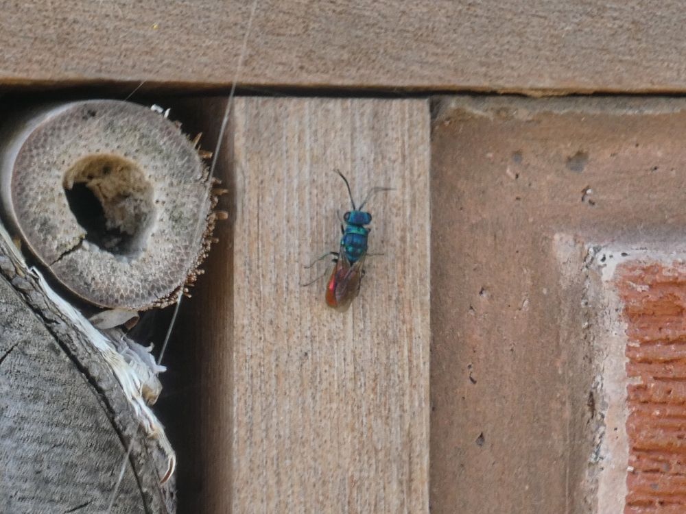 Ruby-tailed wasp