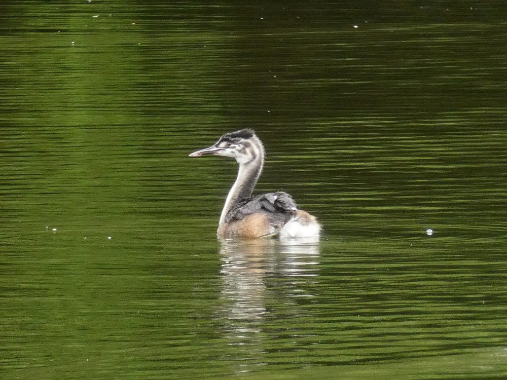 Immature Great Crested Grebe