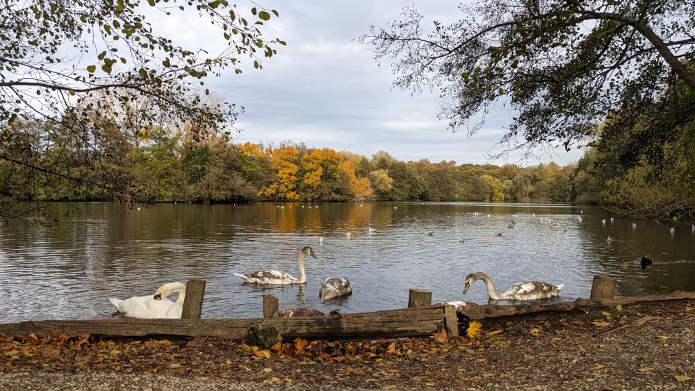 View down the main lake at Weald Country Park with swans 