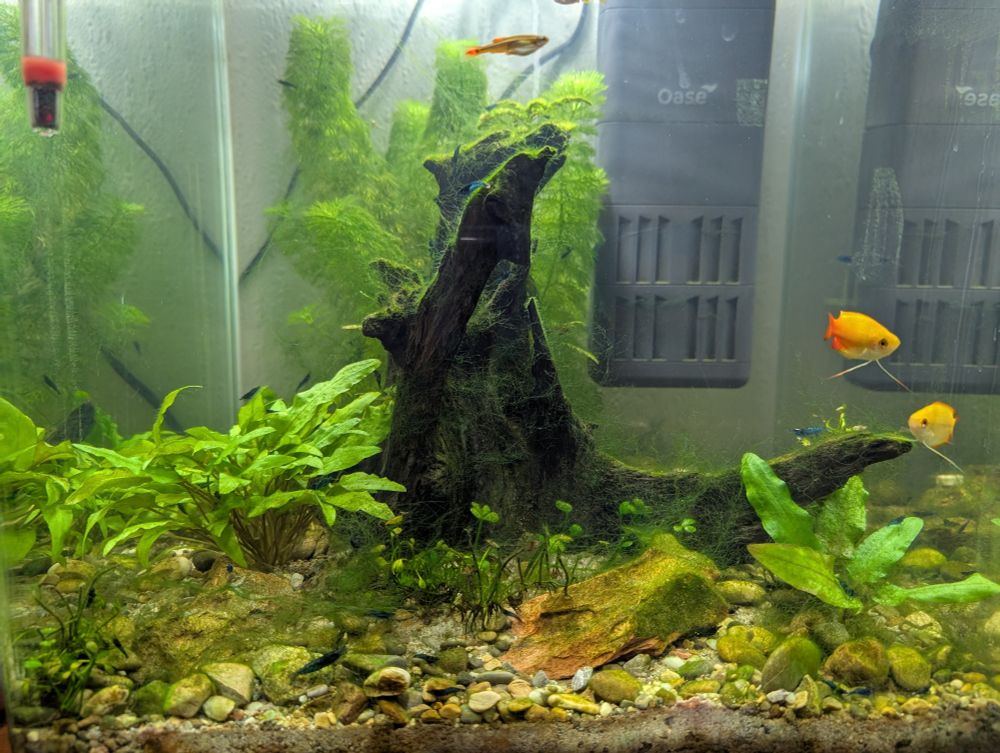 A small aquarium with plans, fish and a colony of around 10-20 shrimp gathered near the front and in the surrounding fauna