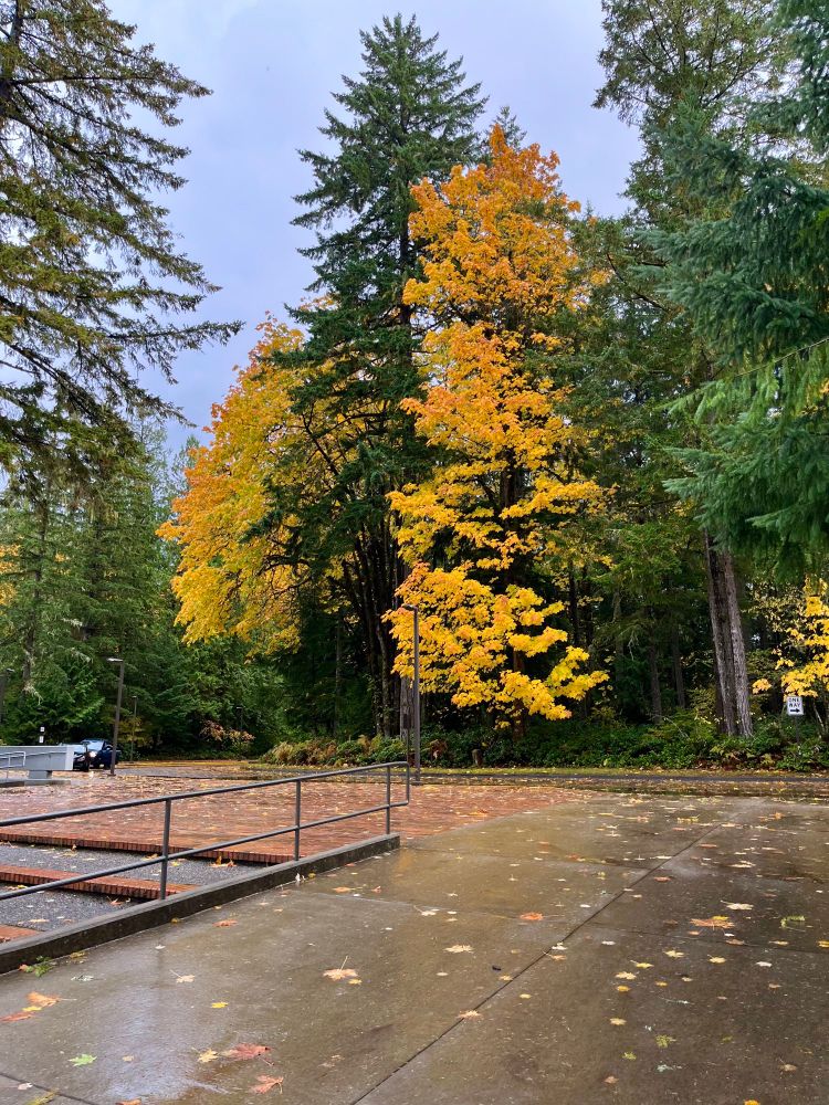 A wet concrete sidewalk with some tall green and yellow trees in the background