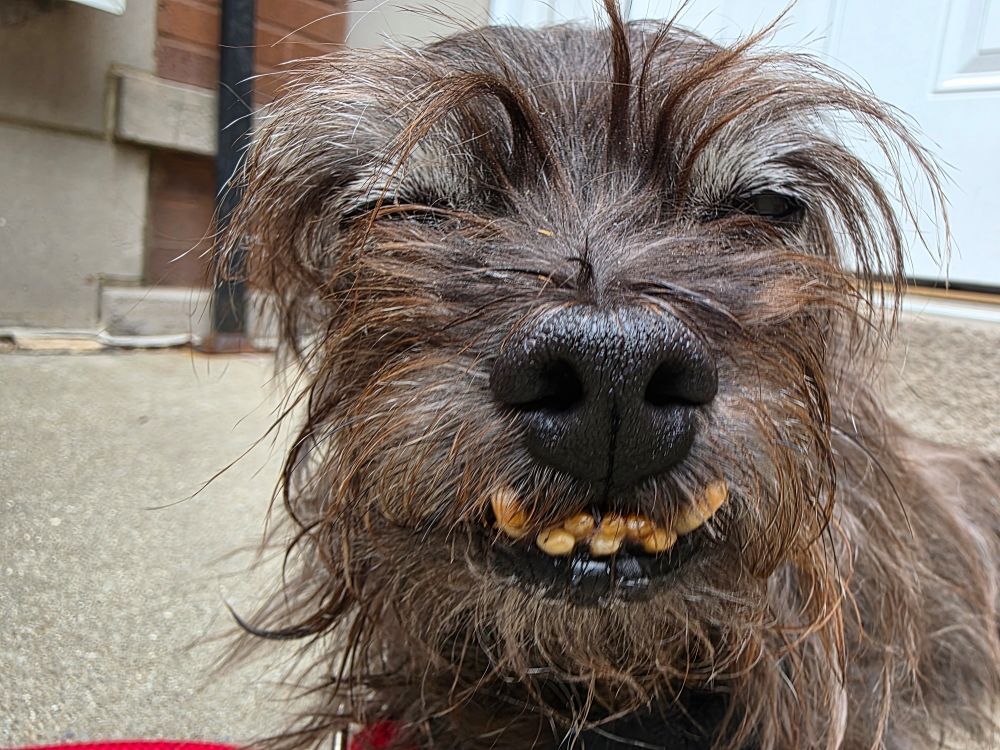 A close up of Bowie the Dogg, a small brown terrier. His eyes are closed and his signature underbite smile is front and center. 