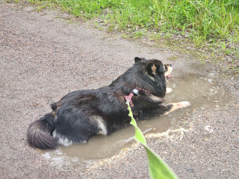 Se sama suomenlapinkoira, jolla on kesäromanssi lätäkön kanssa, on löytänyt pienemmän lätäkön lähempää kotia. Siinä on hyvä köllöttää kun ei päässytkään sinne ykköspaikkaan.