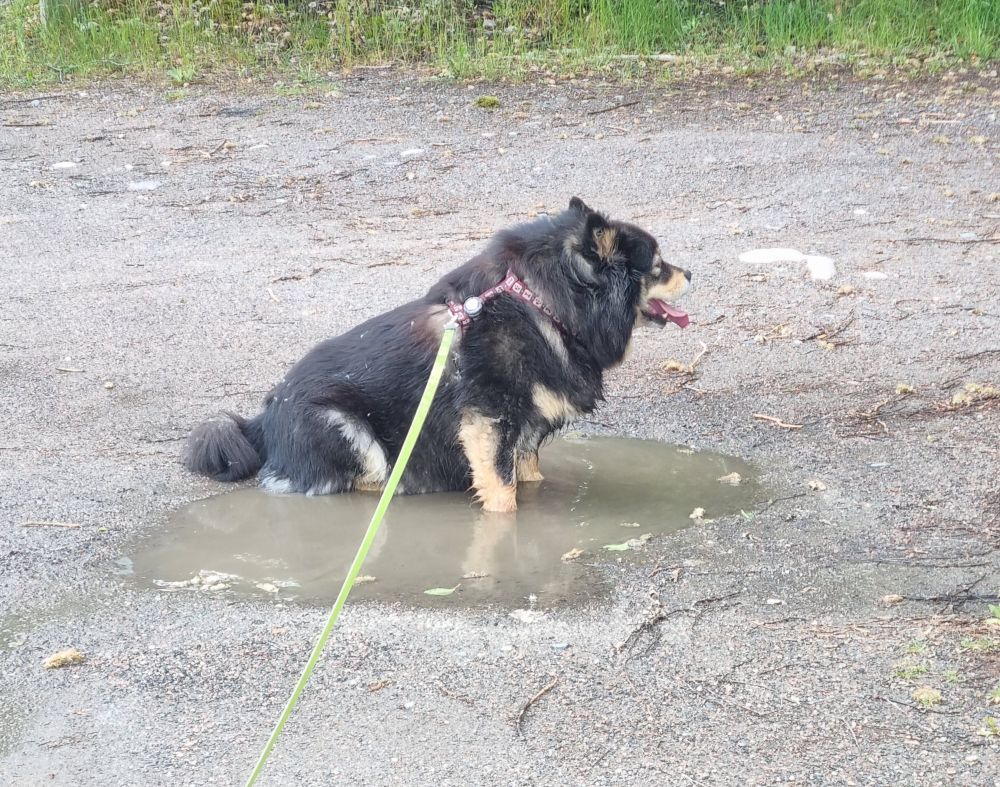 Suomenlapinkoira istuu lätäkössä onnellisesti läähättäen. 