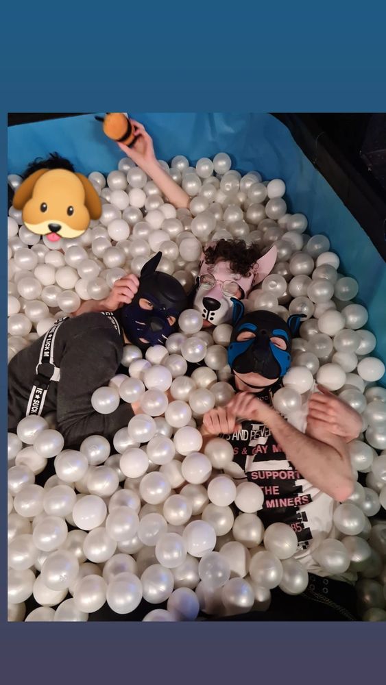 Three puppies cuddle in a ball pit filled with white balls, and smile up at the camera