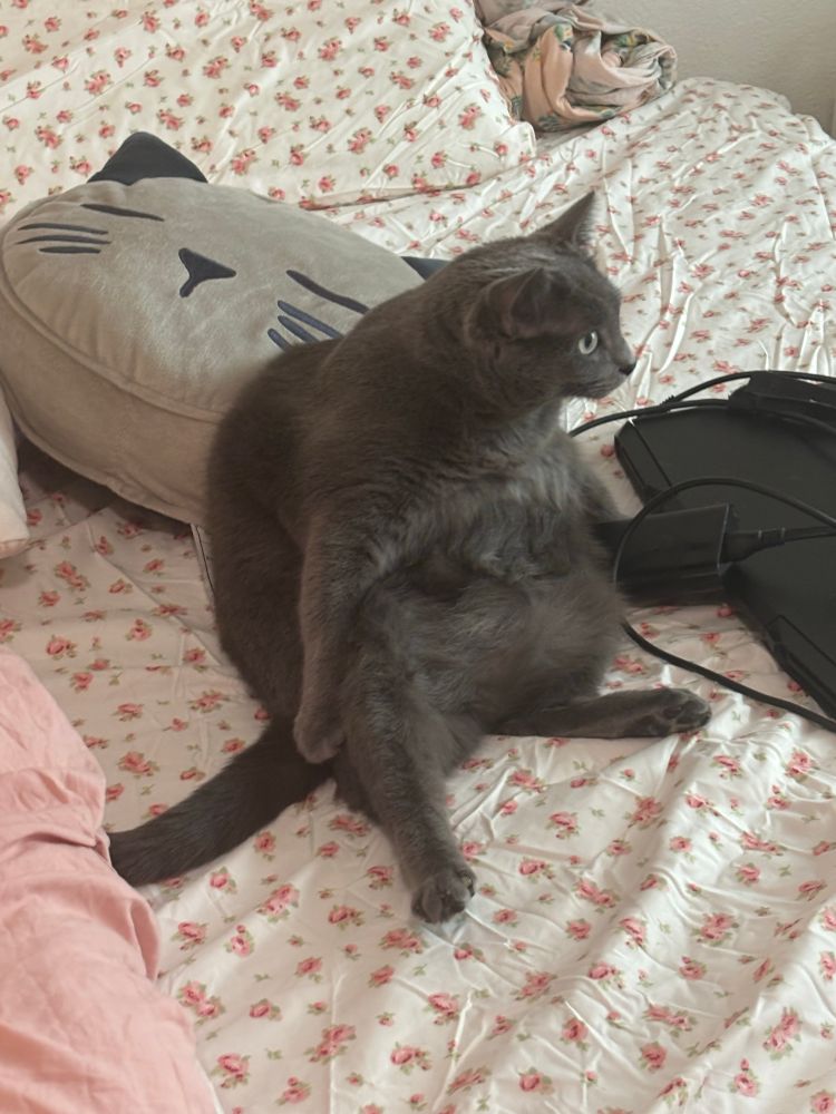 The Stitch Cat, a dark grey kitty who is sitting on a white and pink floral bed sheet in a manner that can only be described as “smallish drunken man”. She stares off into the distance contemplatively 