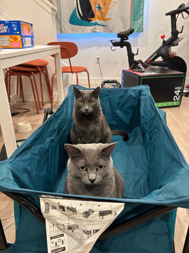 Stitch and Muffin, two dark grey kitties, are sitting upright in a teal/blue-green cart. They are ready to go on adventure of some sort, probably