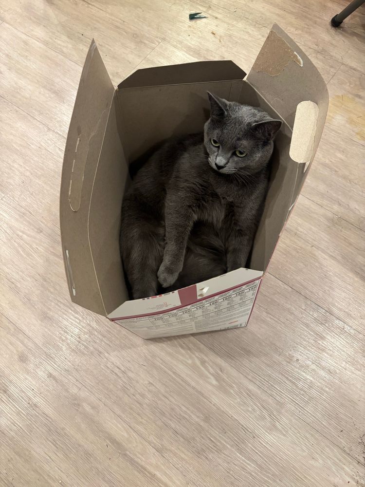 The Stitch Cat, a dark grey kitty, further ensconces herself into the aforementioned purple-colored chip box. She wears an expression of extreme relaxation as she lays back into the smallish depths of the box 
