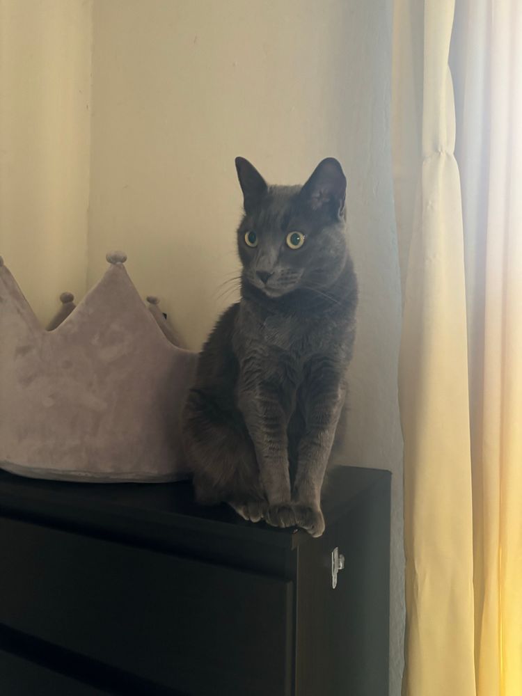 Muffin, a dark grey kitty, sits regally on top of a dark brown dresser, her ears pointy and her eyes attentive. To emphasize the “regal” aspect, her bed behind her is shaped like a crown