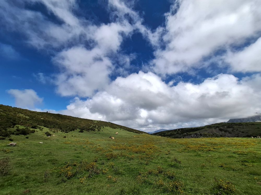 Prado en los Lagos de Covadonga (Asturias).