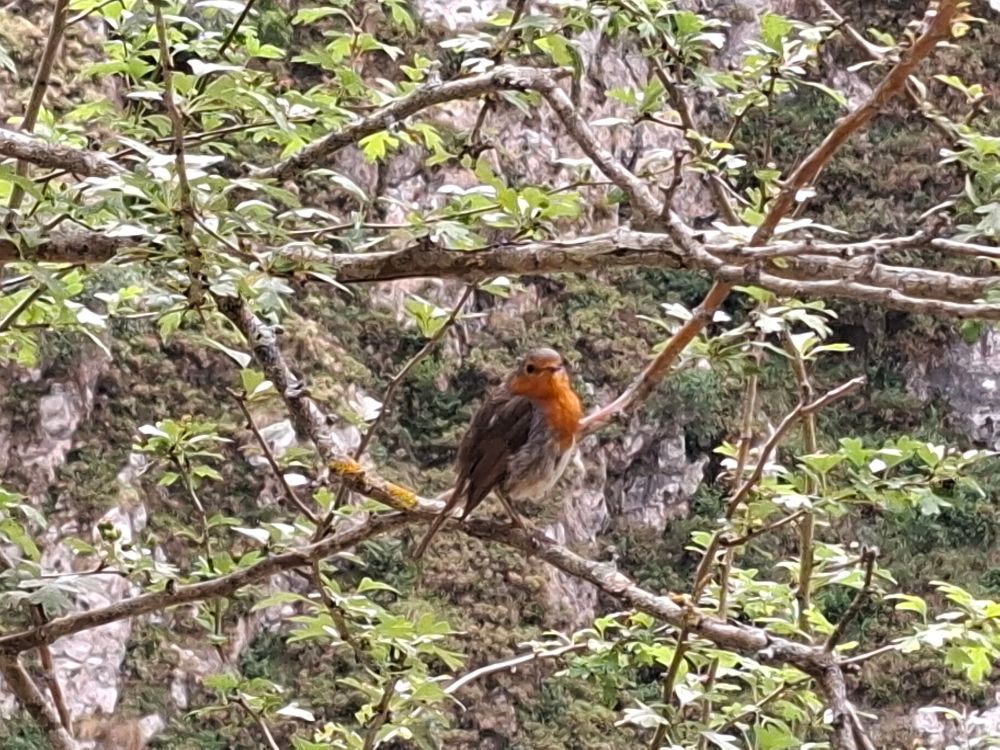 Petirojo