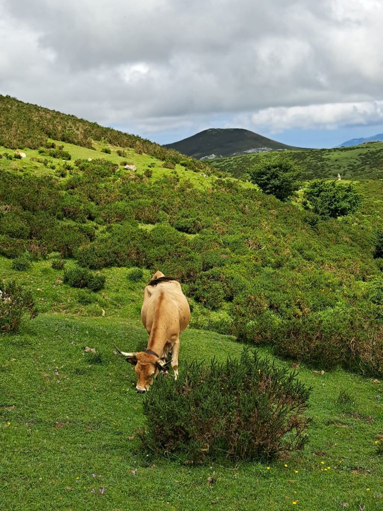 Vaca pastando