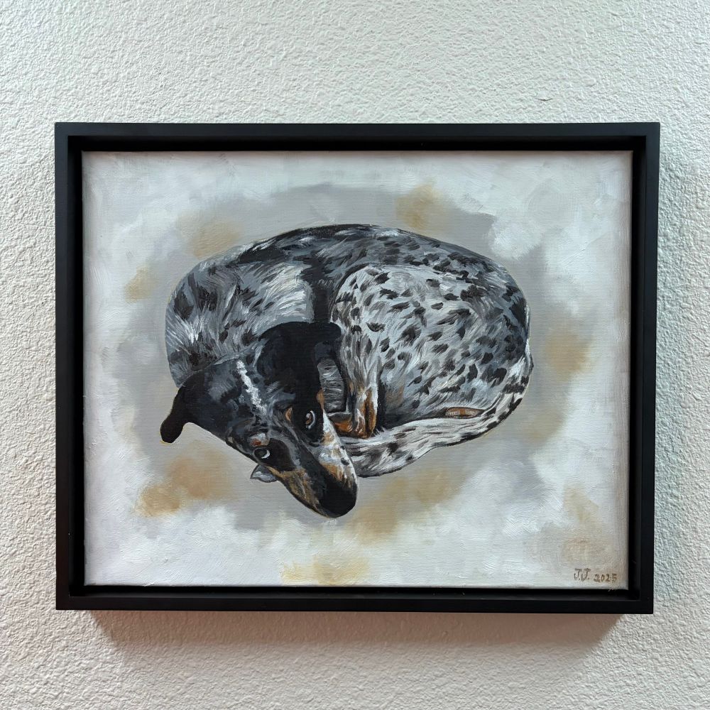 Horizontal oil painting of an Australian cattle dog mix curled up in a ball. The painting has a modern wooden frame and is signed "J.J. 2025" in the bottom right corner.