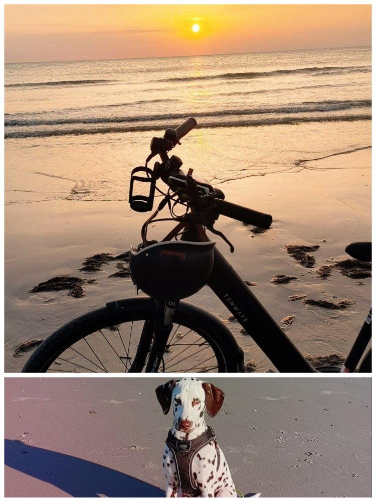 Oben Sonnenuntergang Strand wasser Fahrrad mit Fahrradhelm Unten ein Dalmatiner Collage mit 2 Bildern