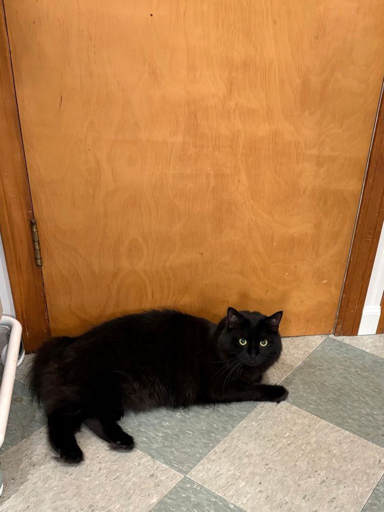 A long-haired solid black cat with big yellow-green eyes, lying on her side guarding a closed wooden door. Instead of a normal tail, there is just a stubby poof of fur visible. She is lying on a floor checkered in light and medium blue-green VCT tiles.