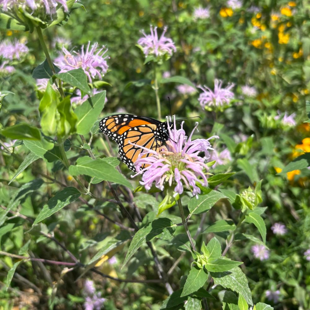 Monarch butterfly on pink monarda bloom.