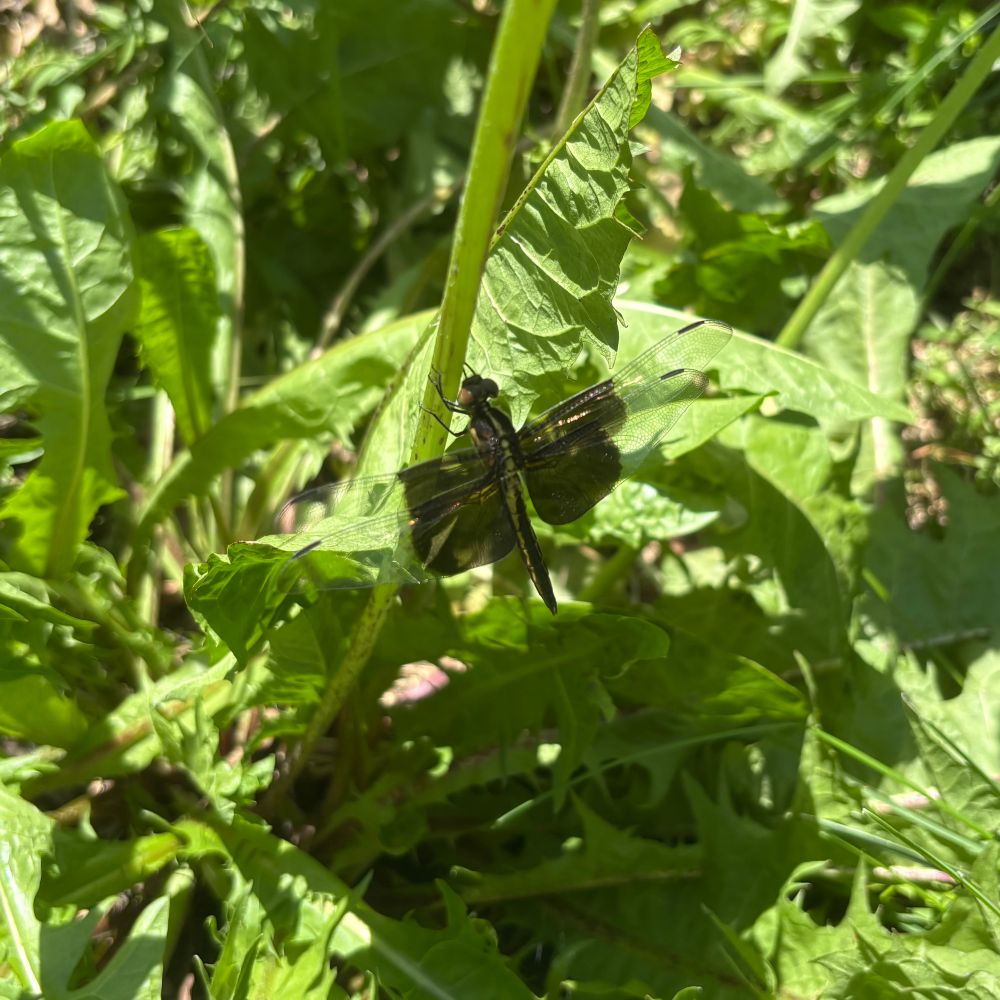 Widow skimmer dragonfly resting on a dandelion stem.