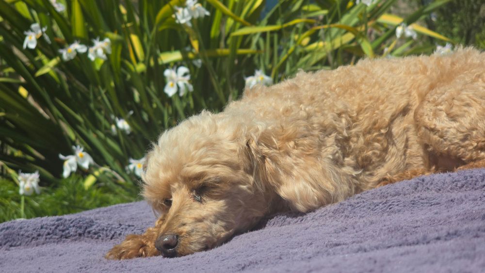 A poodle naps on a blanket in the sun with white flowers in the background