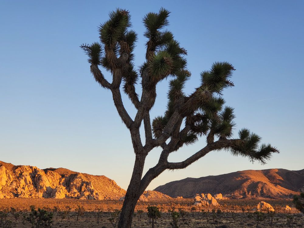 A Joshua tree in the shade, leaning to the right over sunset-lit hills. The pale blue sky is completely clear.