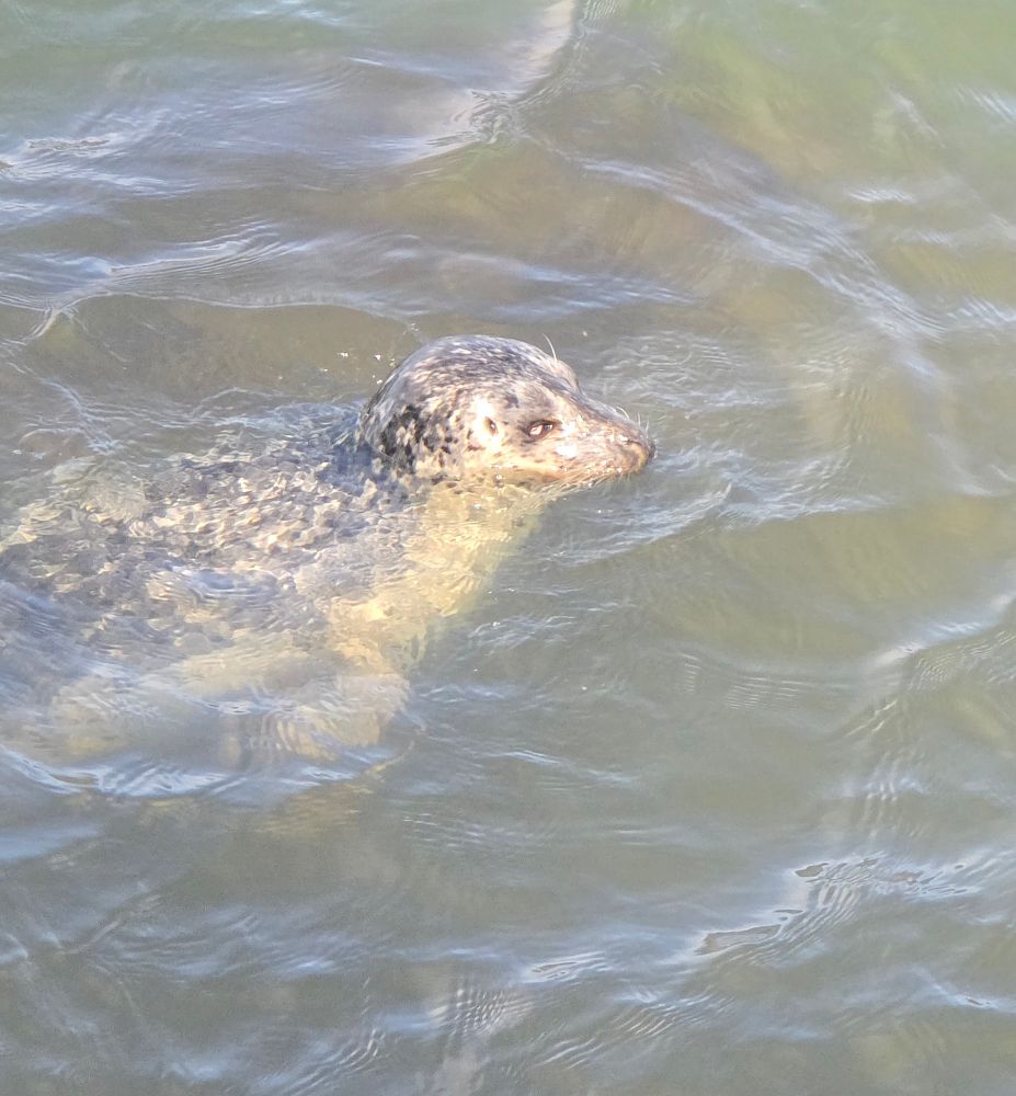 A speckled seal pokes his head out of the shallow water in the morning sun.