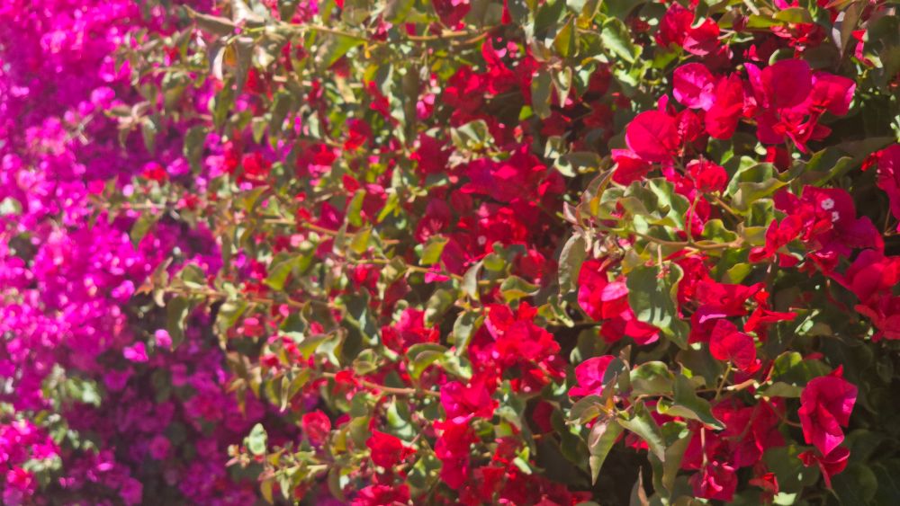Crimson flowers in the foreground with fuschia flowers in the background