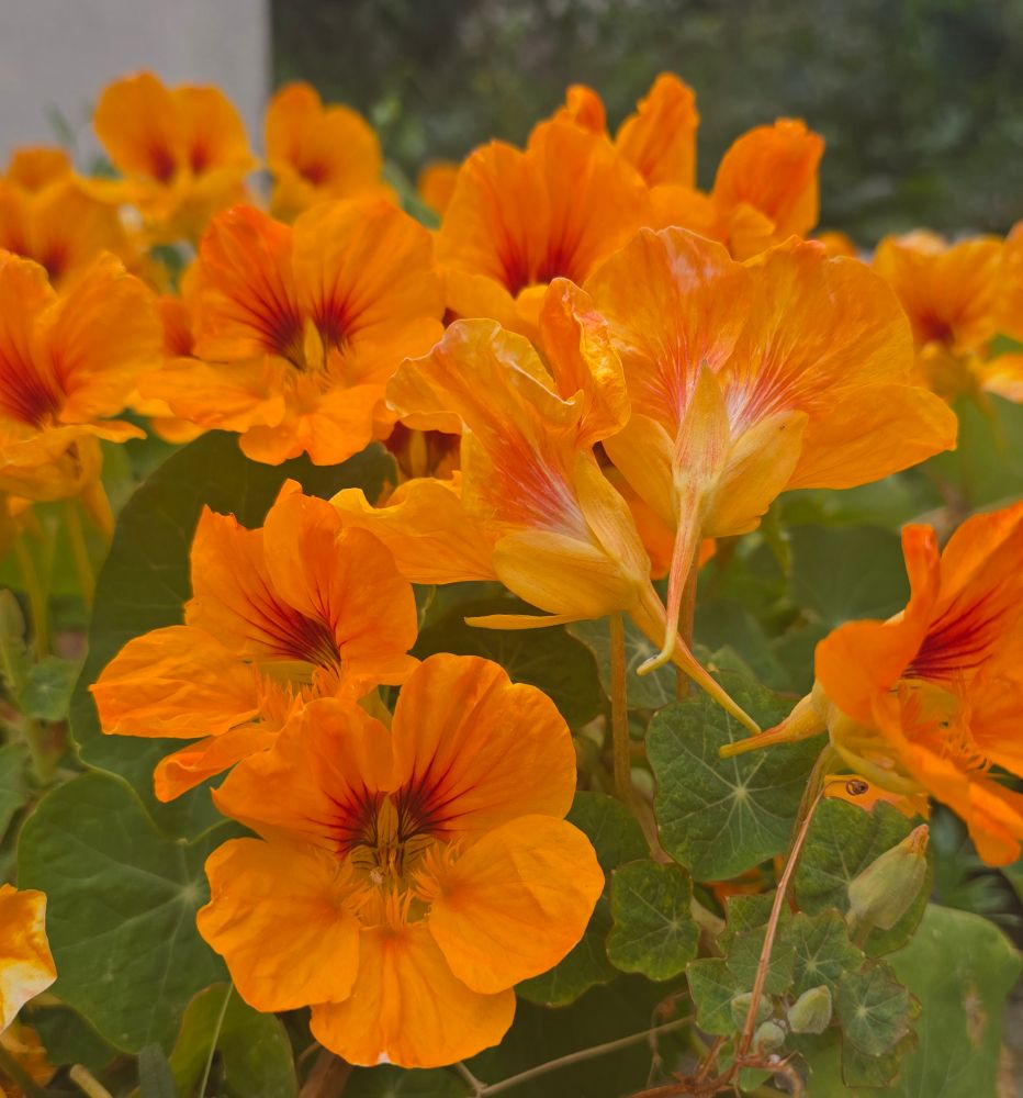 Orange nasturtiums bloom on a cloudy day