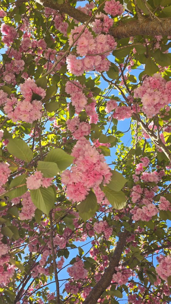 A tree from below blooming with delicate pink flowers in the sun