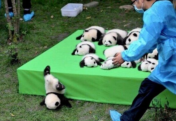 a bunch of boneless baby pandas in a nice resting spot, but one has decided to take a header and needs to be rescued